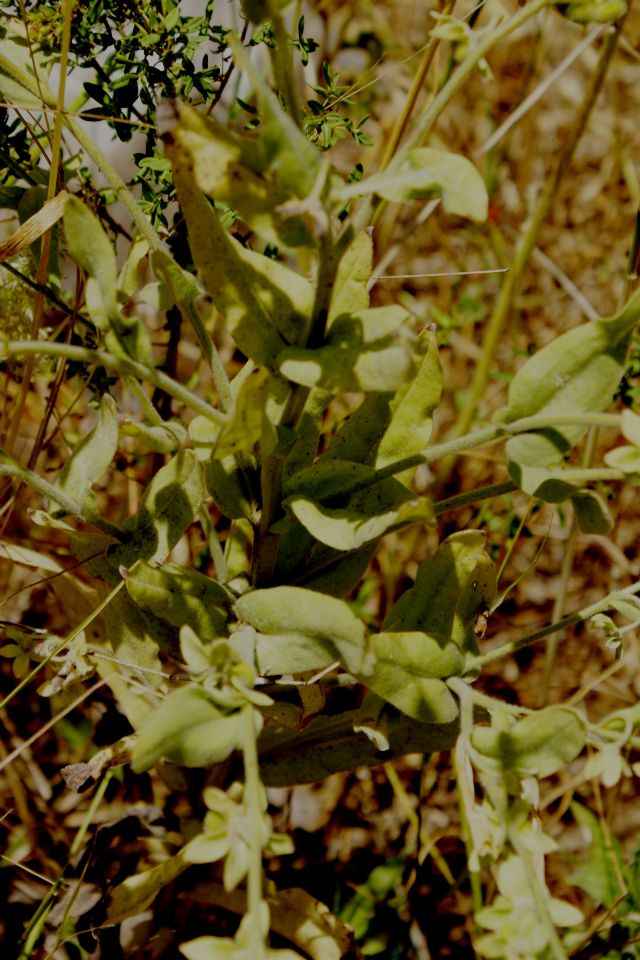 Cynoglossum creticum